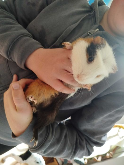 Oswojone świnki morskie z pełnym wyposażeniem