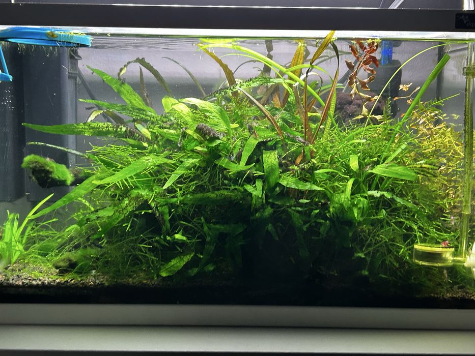 Aquario 20L Plantado de Camaroes