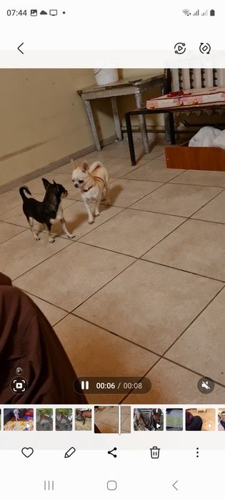 Вязка  чихуахуа розвязан