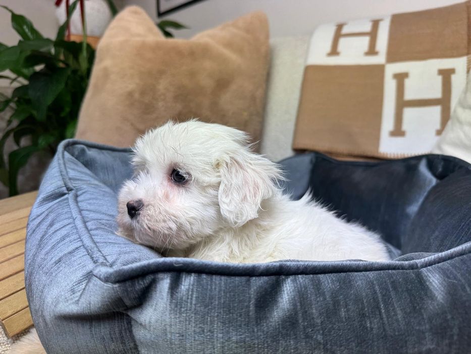 maltanczyk szczeniak