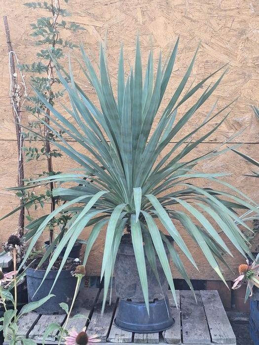 Juka,YUCCA GLORIOSA -do ogrodu tworzaca pień