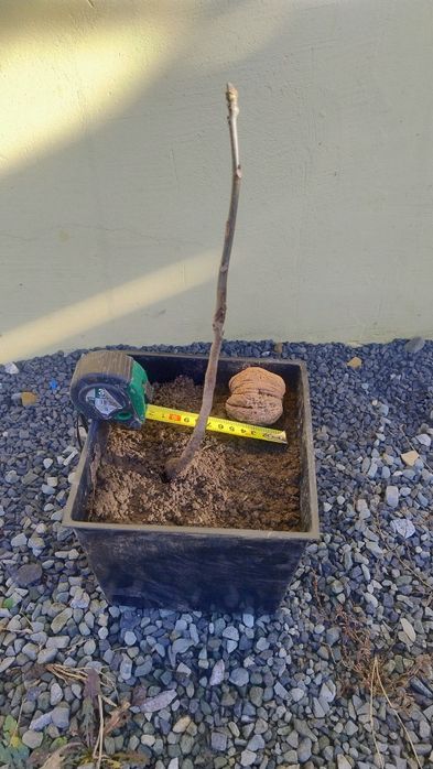 Sadzonka orzech włoski Jacek