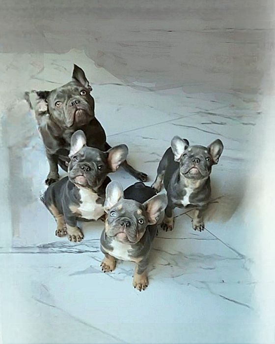 Французы лучшие малыши Голубые и Лиловые!