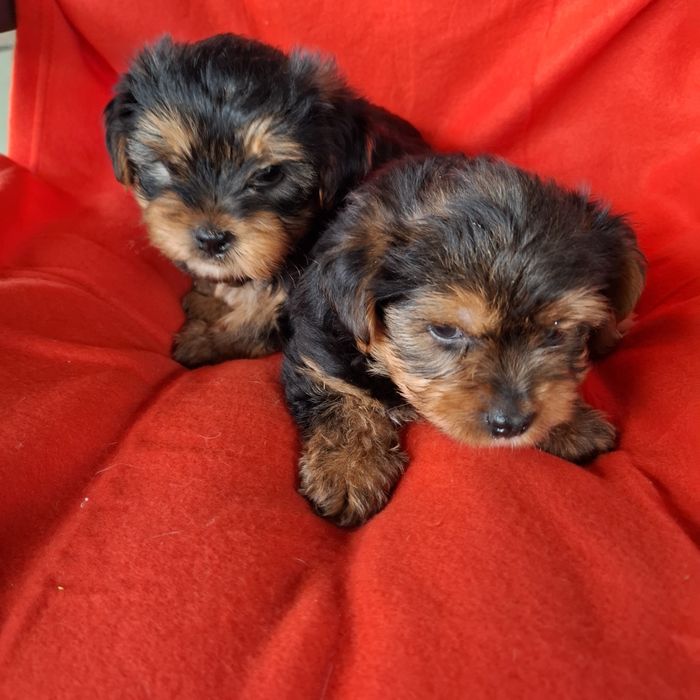 Yorkshire terrier rodowód +wyprawka