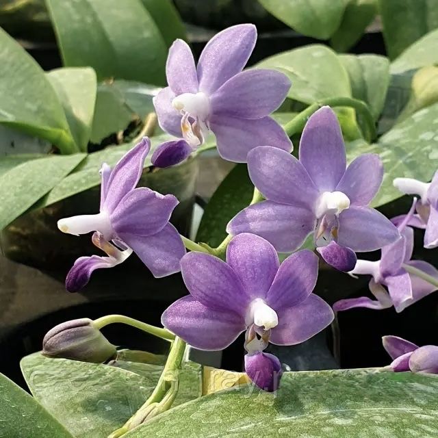 Орхідея синя Yu-Yang  Little  Peacock