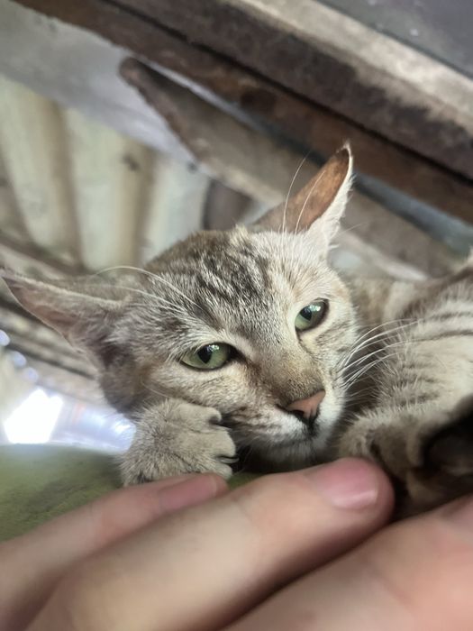 Киця. Котик у родину