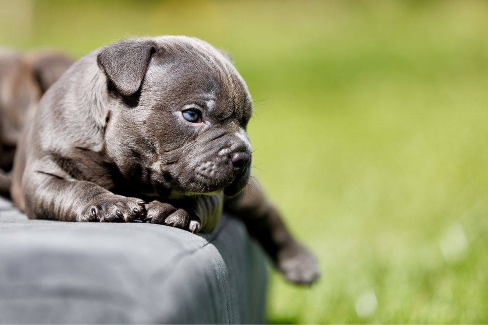 American bully pocket, чудові діти крутих батьків. Бронь !