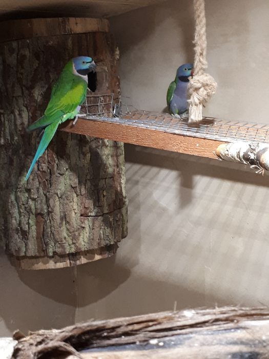 Papugi faliste i nierozłaczki