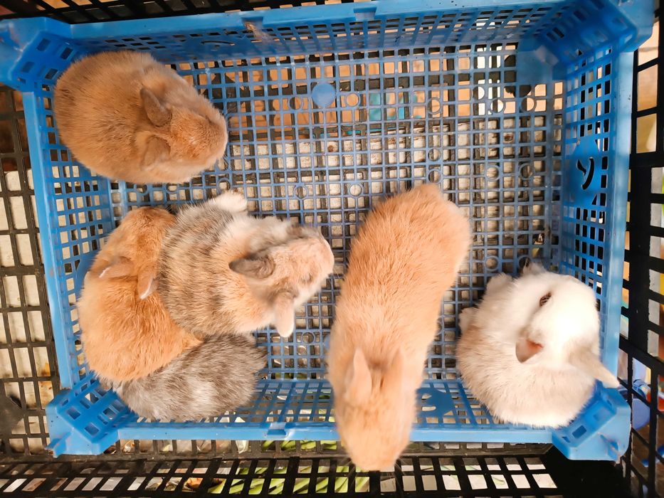 Coelhos anoes cada 30€ se levar 2 fica 50€