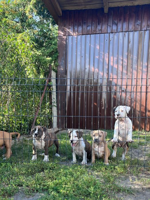 American Staffordshire Terrier Amstaff Suczka