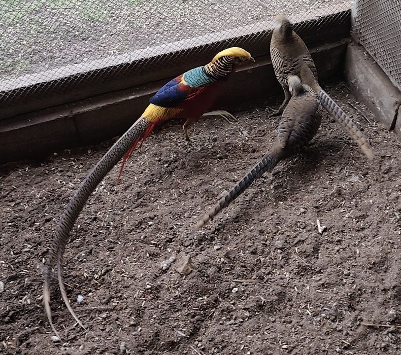 Sprzedam bażanty złote