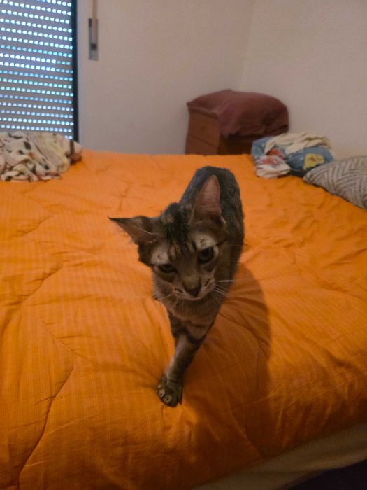 Gatinha para adoção responsável