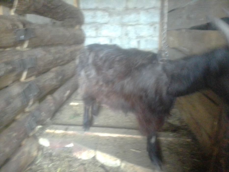 Коза поле первого окота