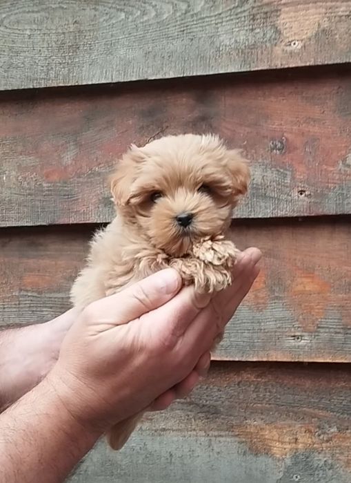 Мальтипу f1 и f2