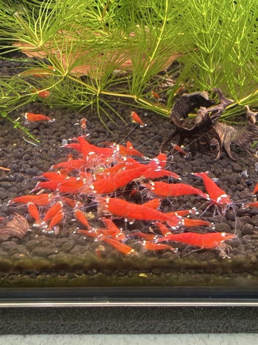Krewetki Caridina SCR Santa