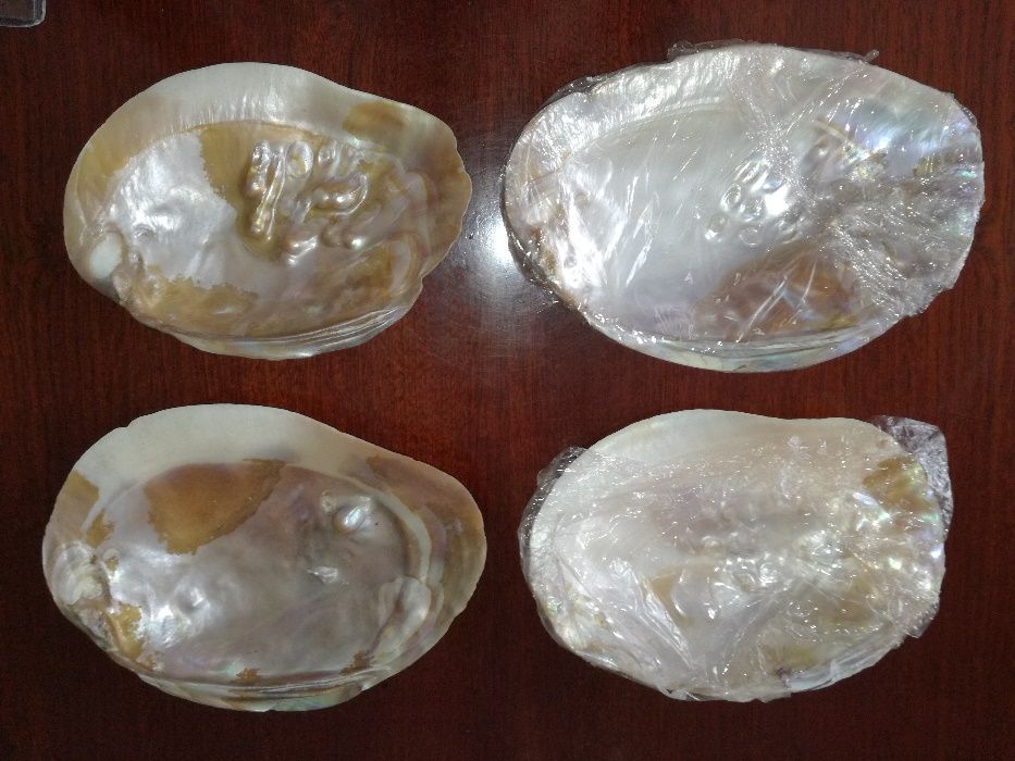 4 ostras conchas madrepérola natural