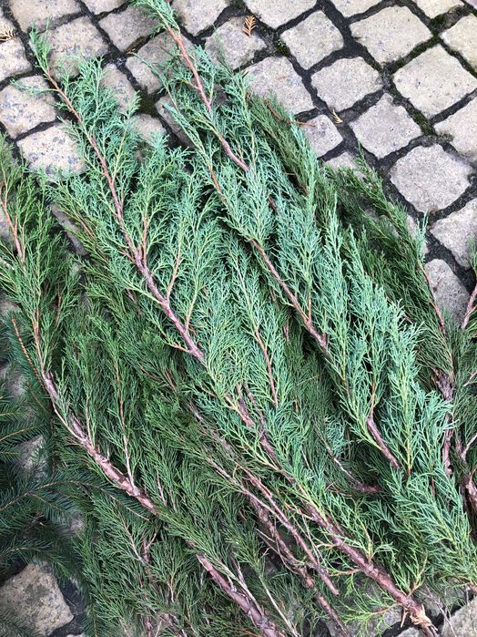 Мікси свіжої хвої.