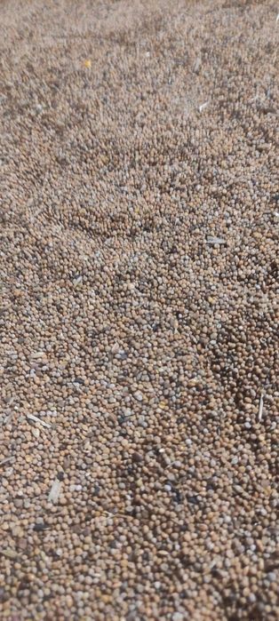 Gorczyca po oczyszczeniu