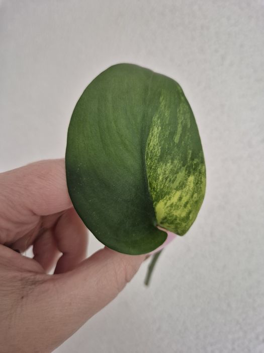 Scindapsus Jade Satin Aurea