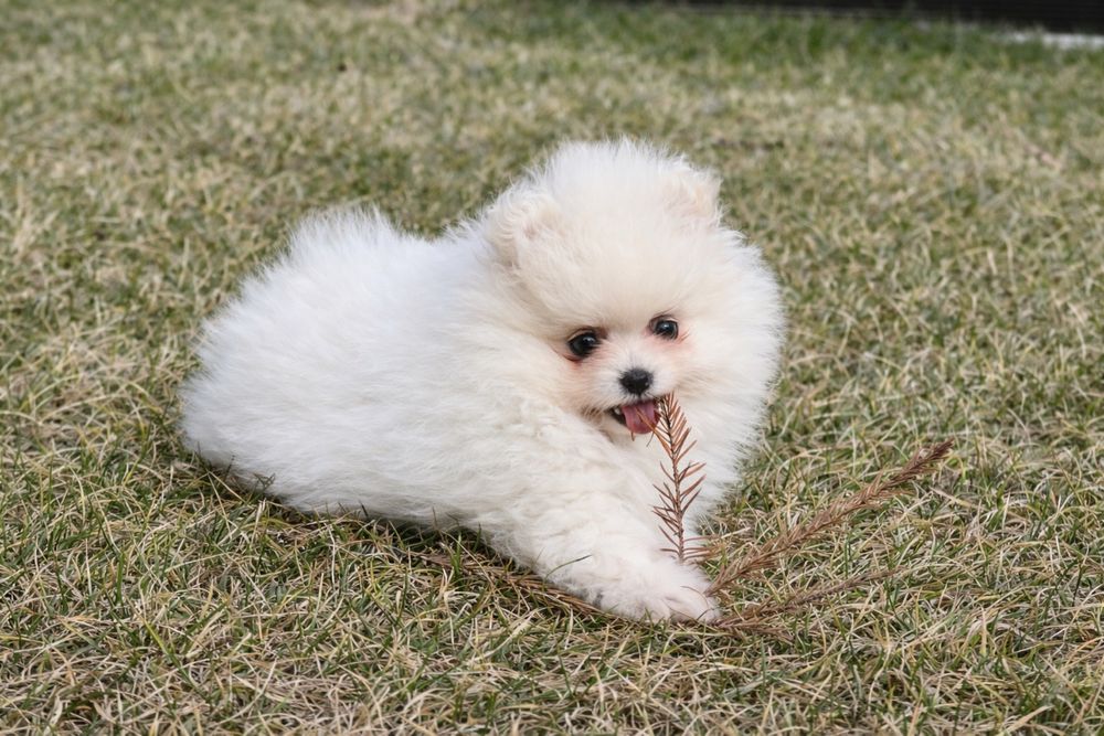 Szczenie suczka szpic miniaturowy pomeranian FCI