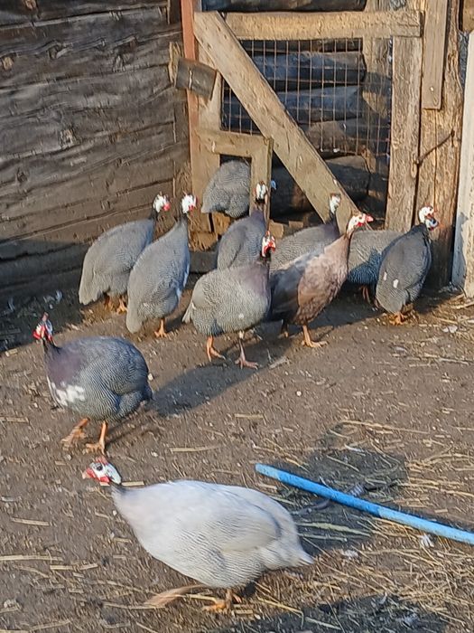 Інкубаційне яйце цесарок