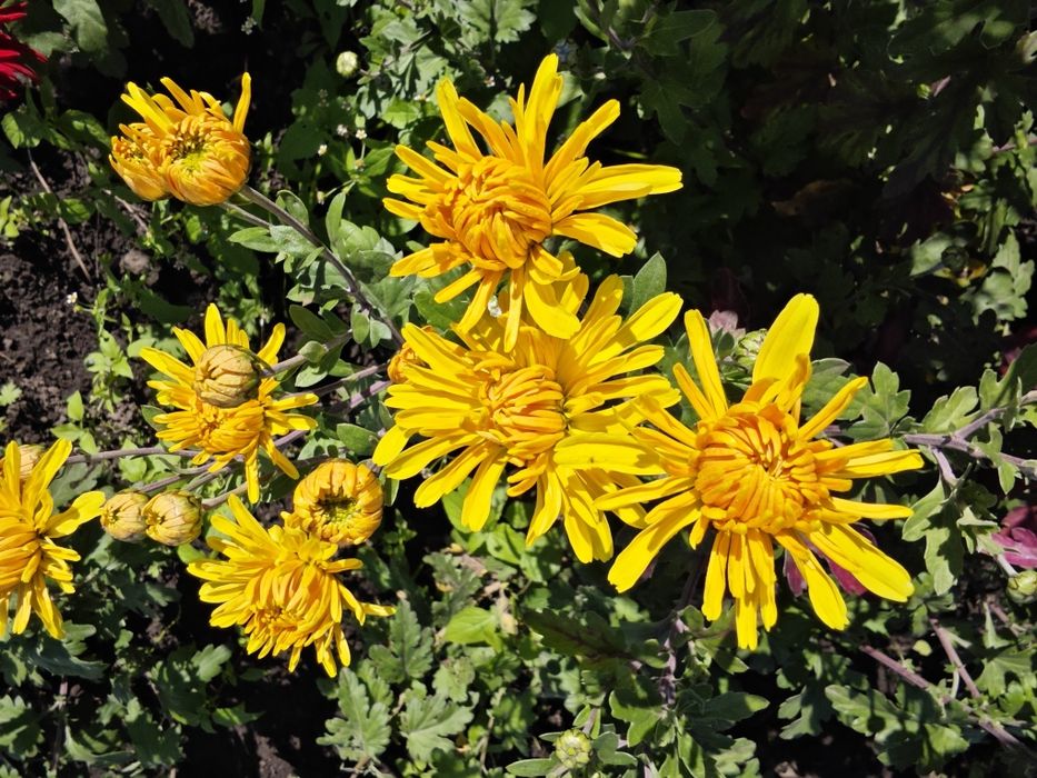 хризантеми корейські