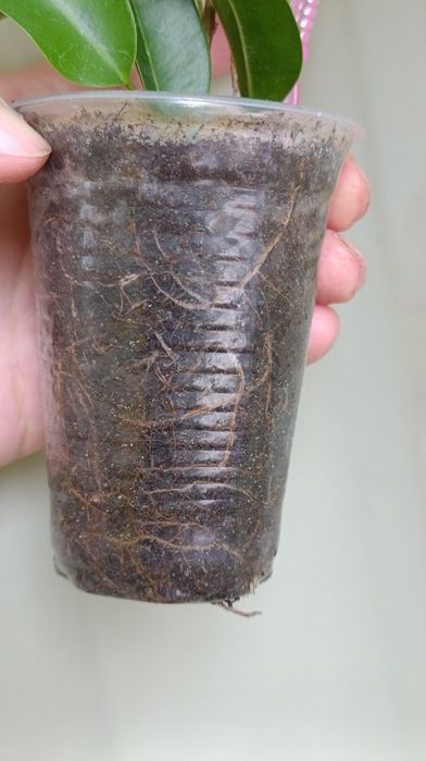 Фікус Бенжаміна сорту Реджинальд та інших 7 сортів