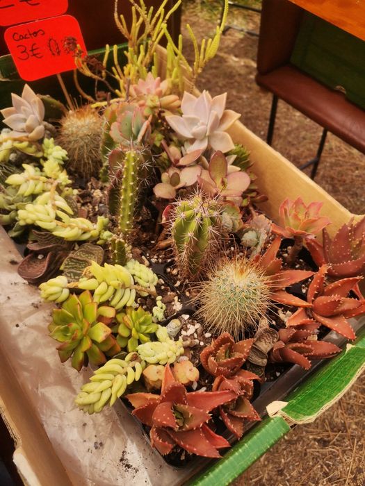 Cactos E suculentas