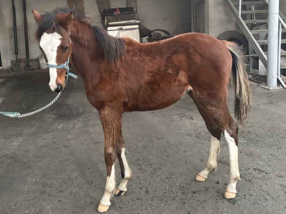 Ogierek malowany kuc 9 miesięcy po Arian W