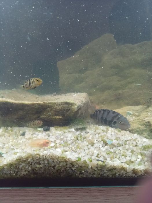 Цихліди Cuchlid рибки, акваріумні рибки ,хижаки Бучач.