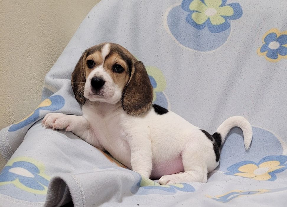 Cachorrinha beagle tricolor