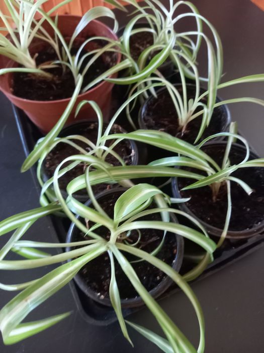 Продаю молоденькие кустики сингониума и венерин волос хлорофитум