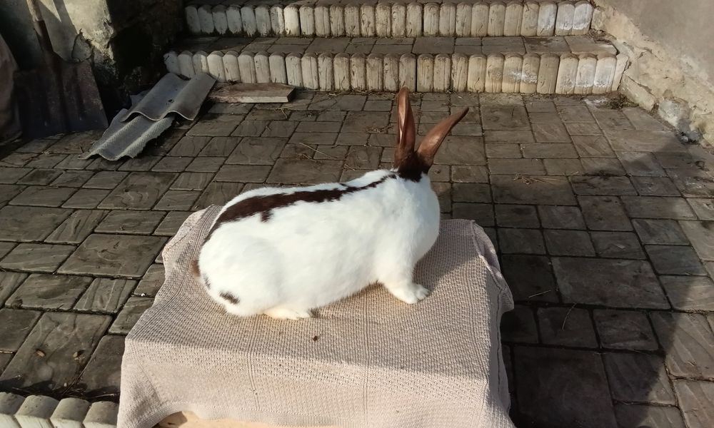 Кріличка породи Строкач Гавана вік 7 місяців вага 5,7