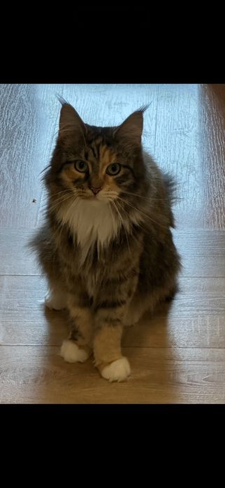 Oddam 2 letnią kotkę