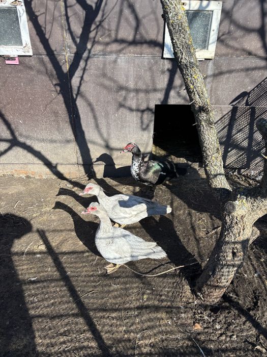 Качур і 2 уточки