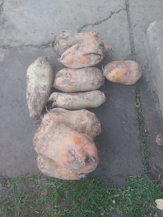 Продам кормовий буряк добре підходить для годівлі тварин