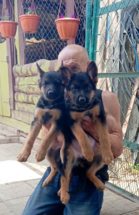 Шикарные девочки стандарт