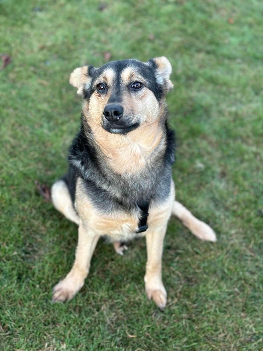 Niesamowicie przyjacielska cudowna sunia adoptuj