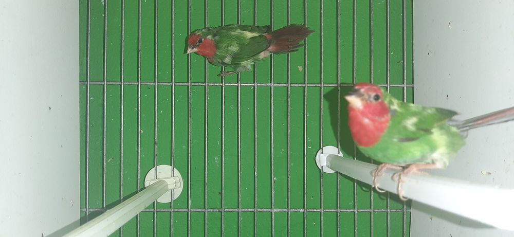 Diamantes papagaio panaché