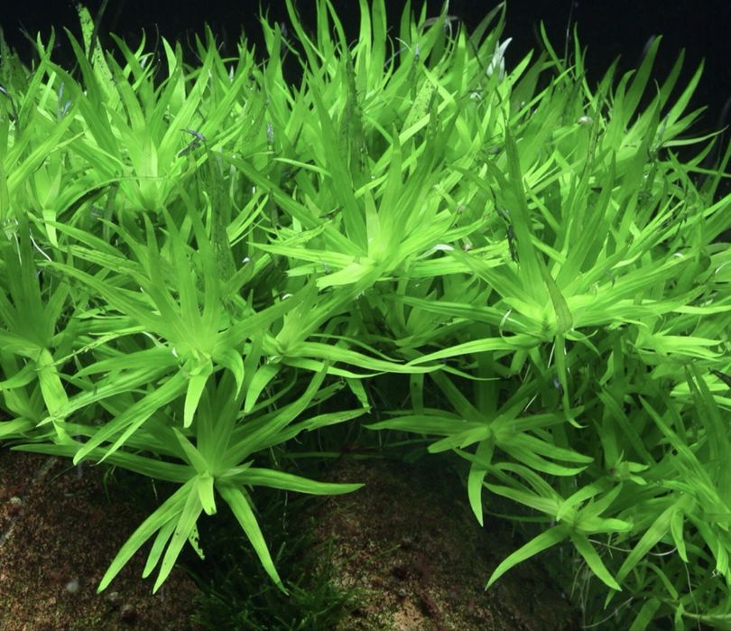 Lote plantas aquario