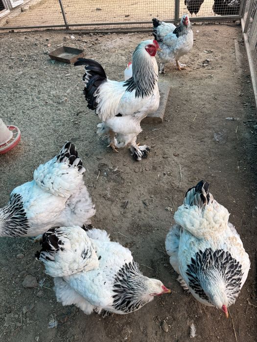 Інкубаційне яйце. Порода брама світла