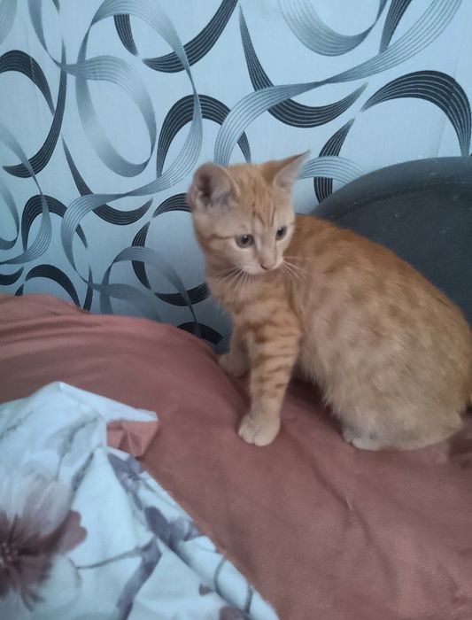 котик шукає нову сім'ю