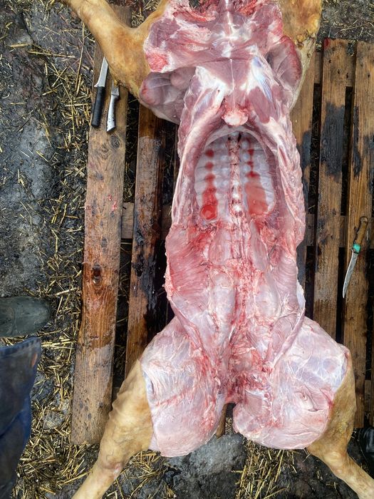Тушки свині півтушки