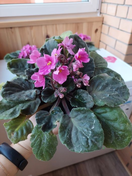 Продам фіалки постійно квітучі