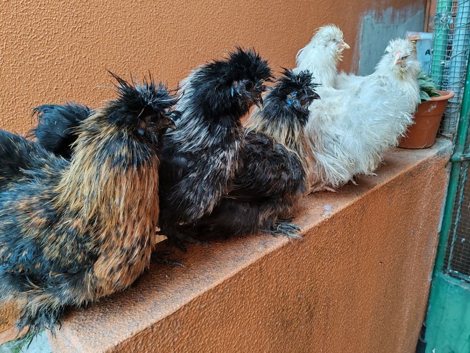 Sedosas barbudos e fracas cinza claro cores diversa