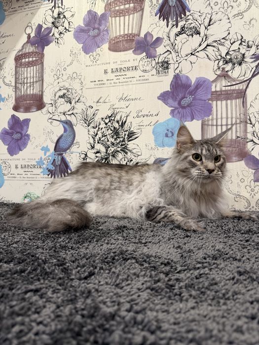 Мейн-кун дівчинка Терміново