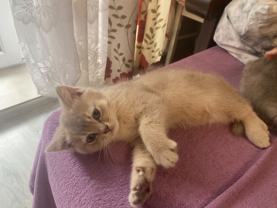 Котик шотландський прямовухий