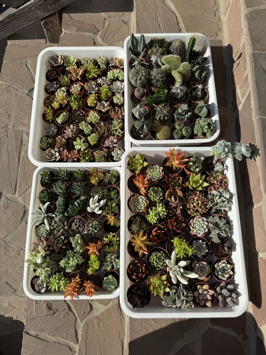 Сукуленти Суккуленты кактус эхеверия красула седум литопс кактус