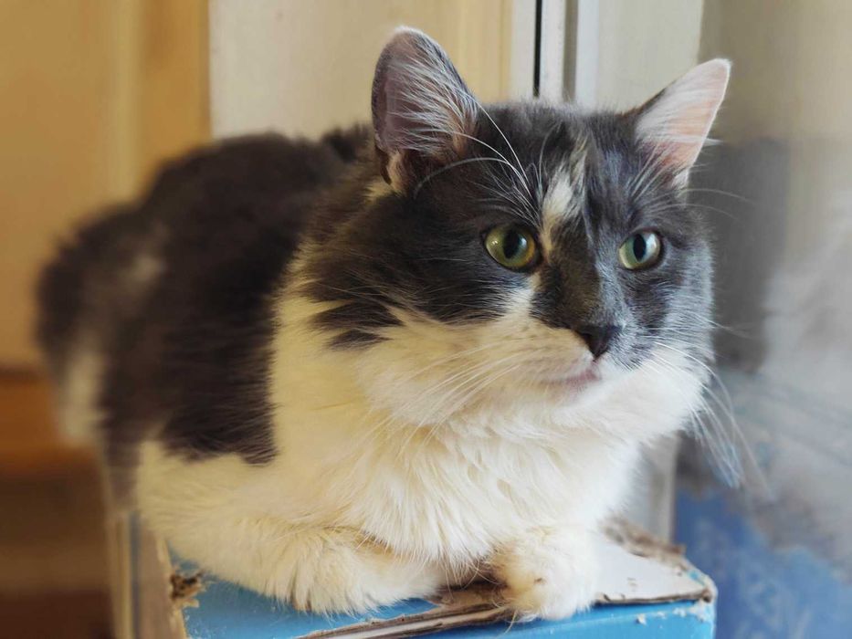 Арчі - врятований котик, готовий дарувати любов! 1рік кіт кошеня кішка