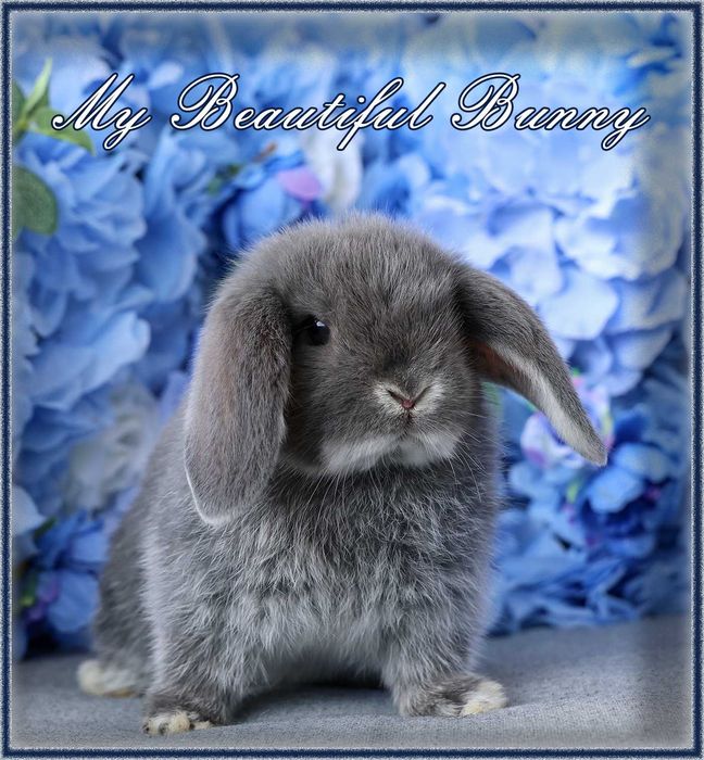 Piękny Królik Mini Lop - Blue Otter